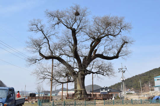 천연기념물 유전자원 보존사업 대상으로 선정된 경남 함안 영동리 회화나무의 모습. 사진= 산림과학원 제공